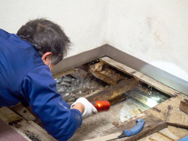 Best Professional Mold Removal  in Warren, MI