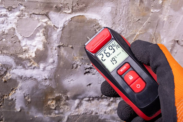 Best Best Mold Removal Companies  in Warren, MI
