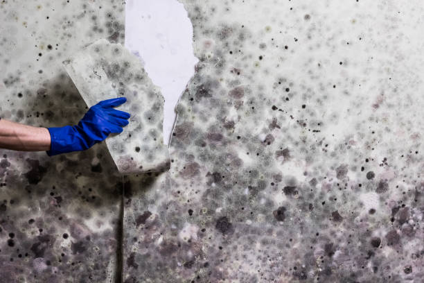 Mold Removal Process in Warren, MI